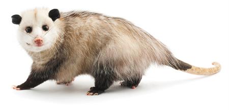 opossum image